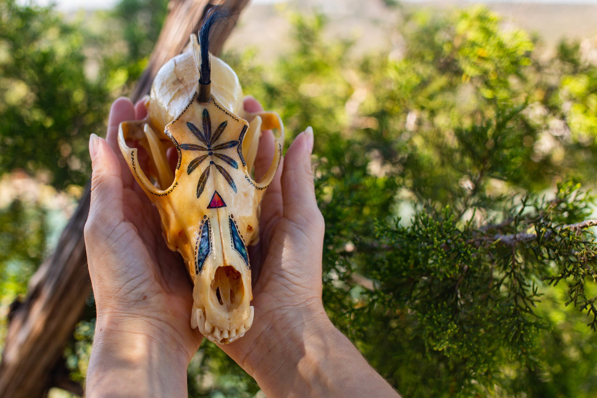 Hand-Painted Vintage Coyote Skull