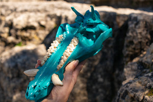 Large Turquoise with Preserved Natural Teeth Cruelty Free Hog Skull