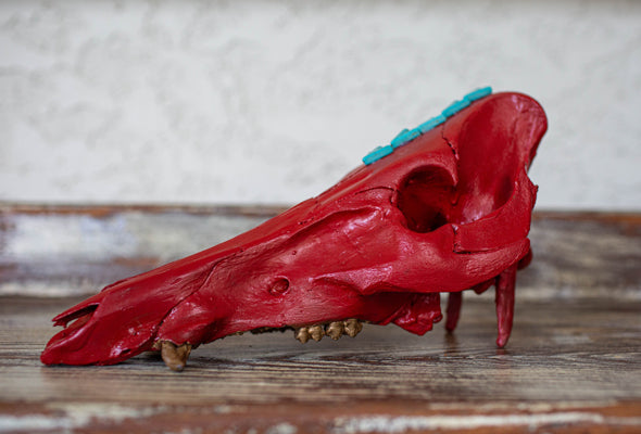 Large Red with Gold Teeth Cruelty Free Hog Skull